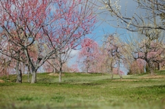 DSC_1790