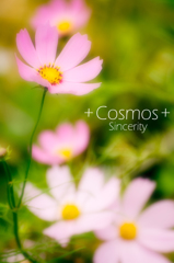 cosmos_1