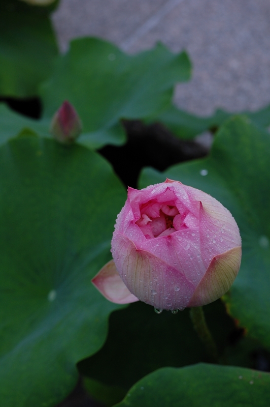 DSC_3745