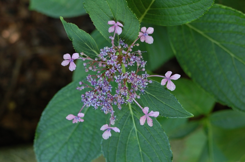 線香花火
