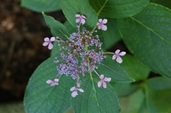 線香花火