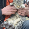 抱っこされる野良猫