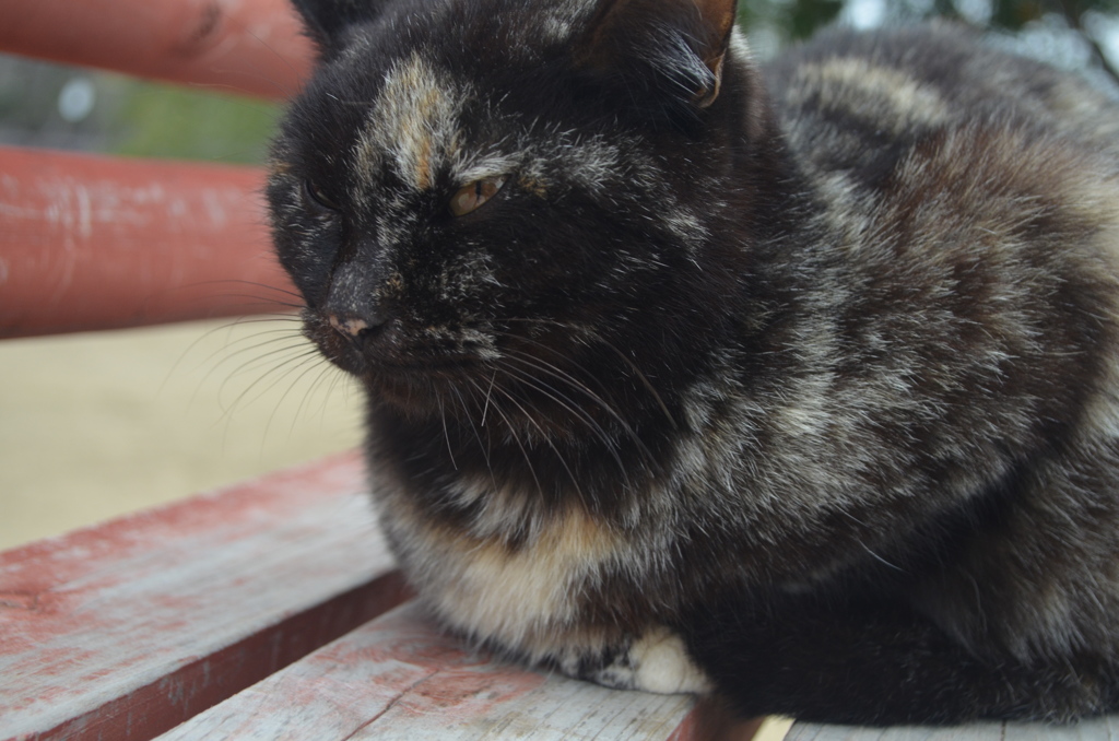 尾道の野良猫