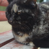 尾道の野良猫