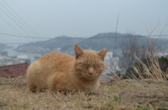 尾道の野良猫　