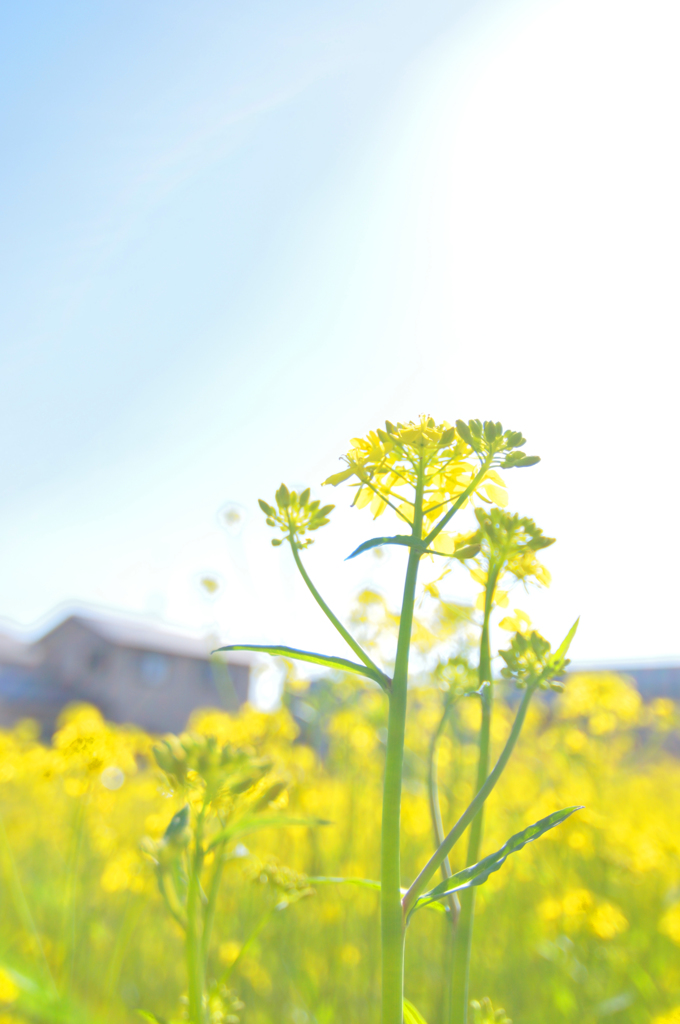 菜の花その１