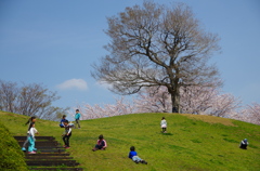 大きな木の下で