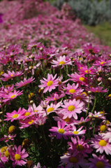 bloom