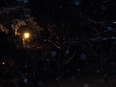雪の中に佇む光
