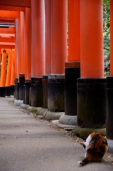 稲荷の同居人