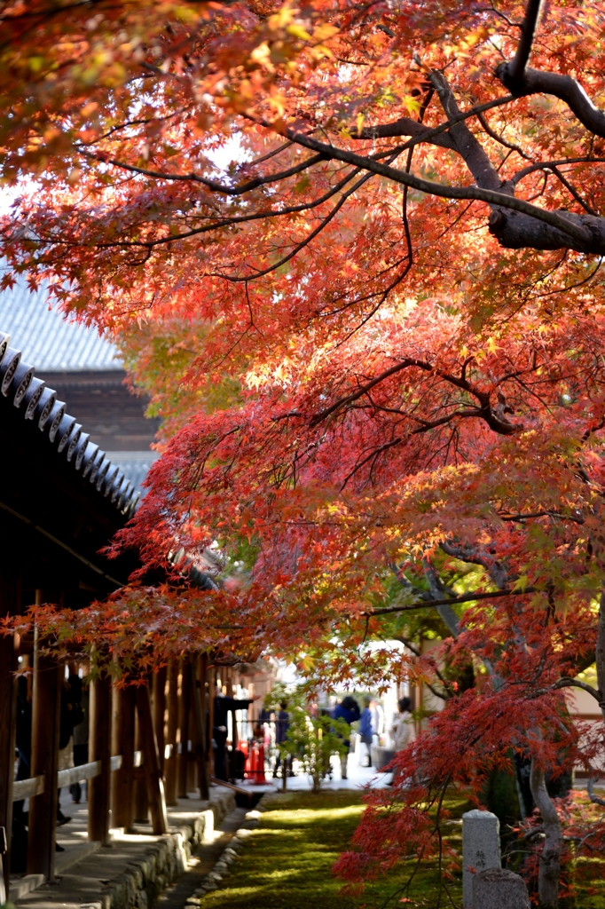 東福寺の紅葉