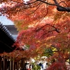 東福寺の紅葉