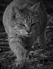 IMG_8518