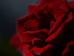 _DSC3481