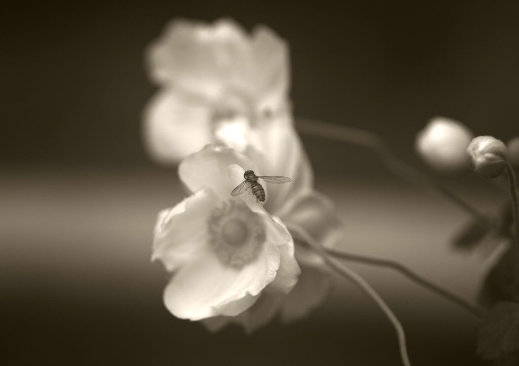 IMGP4542