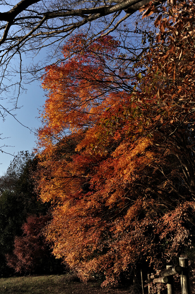 紅葉