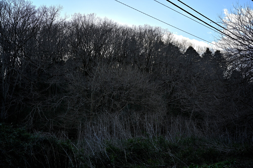 木々