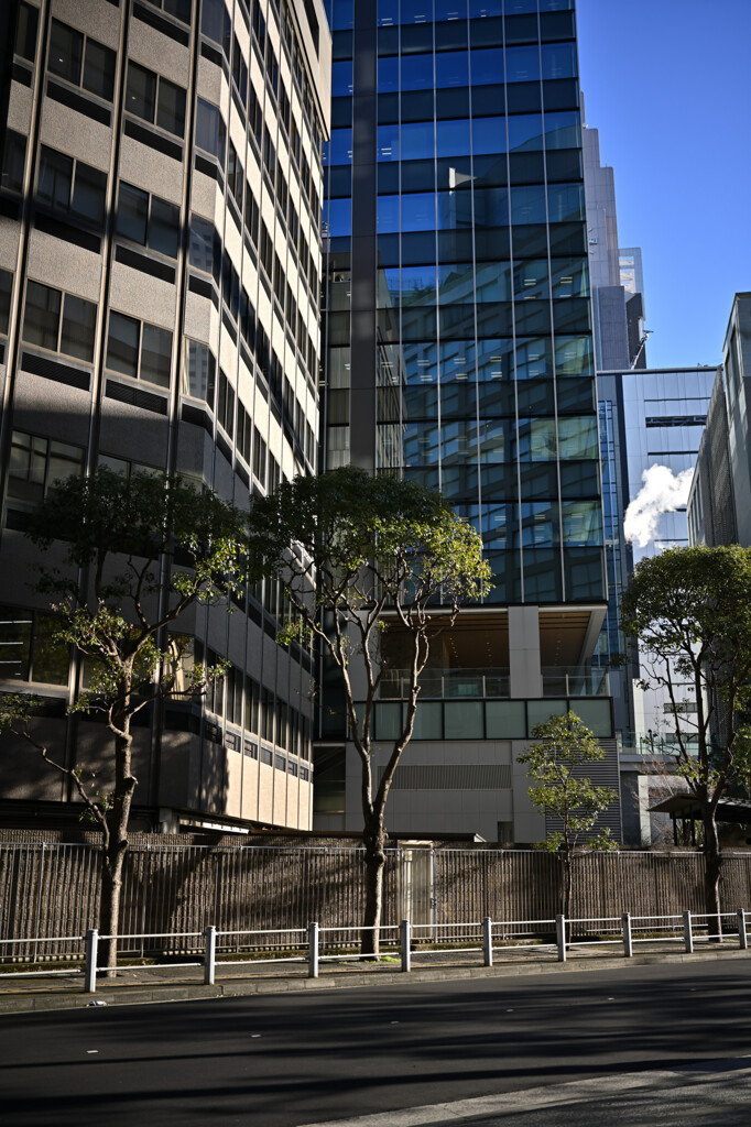 街路樹