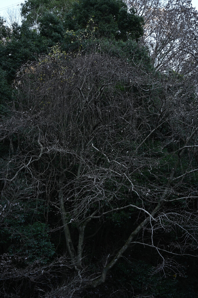 樹形