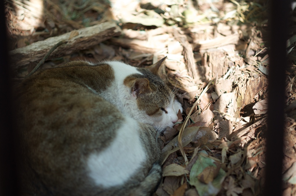 猫