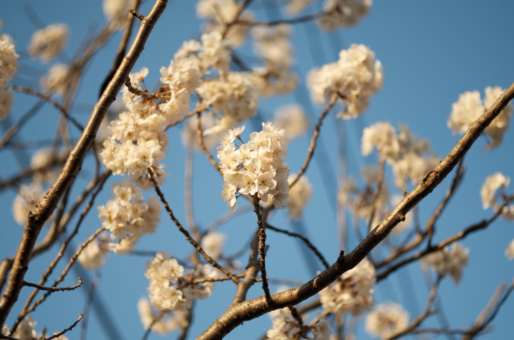 桜