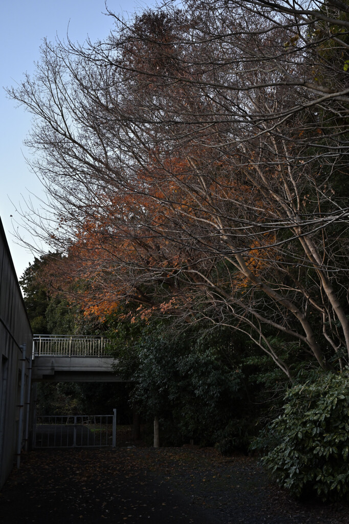 紅葉