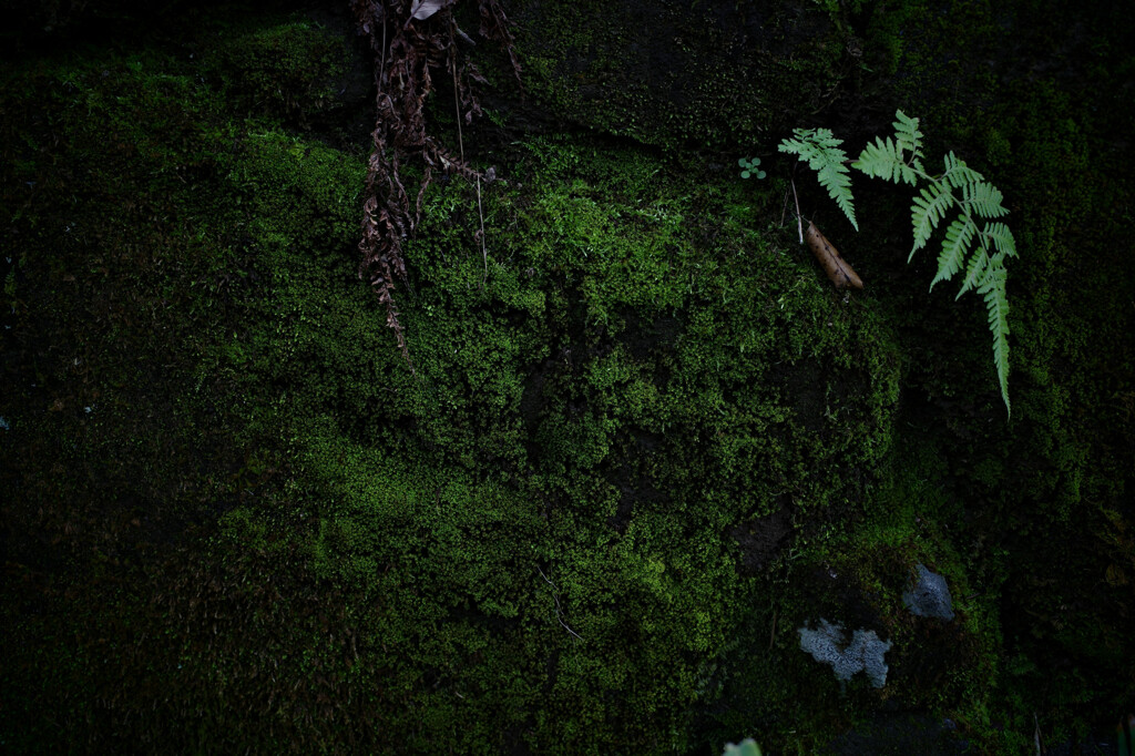 苔