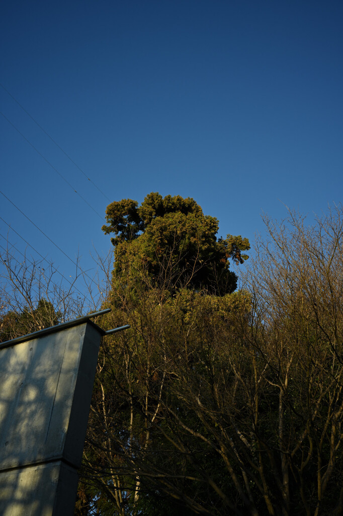 樹形