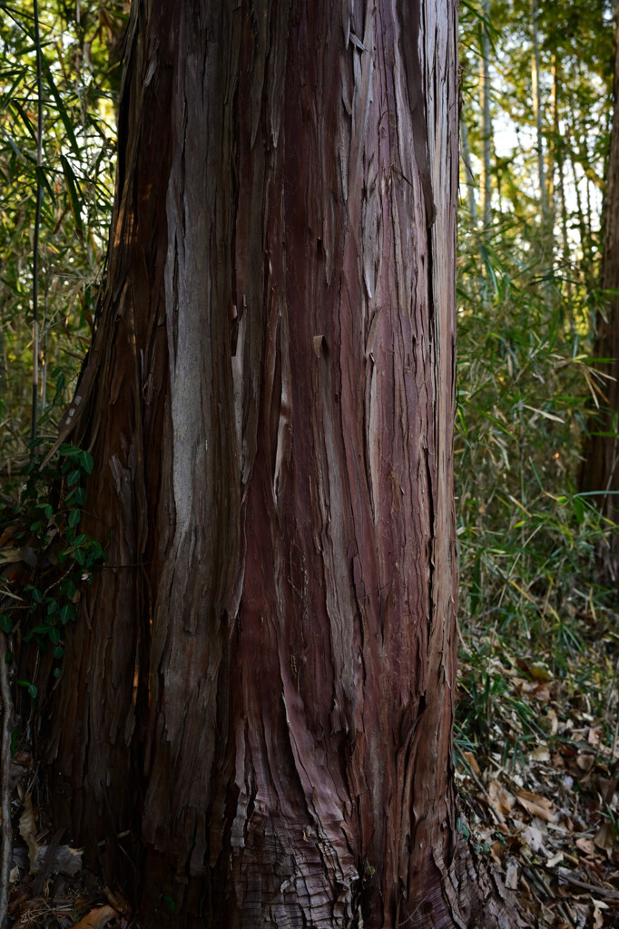 木肌
