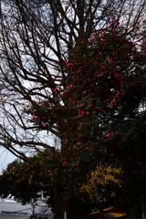 花園神社