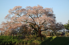 見納めの浅井の一本桜。