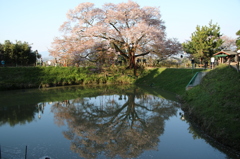 浅井の一本桜2