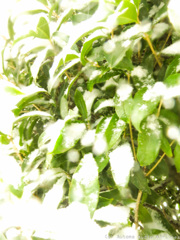 雪下のミドリ