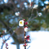 雪白梅