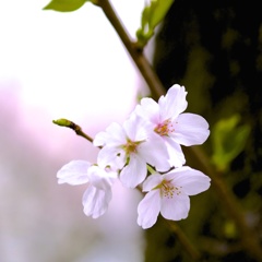 さくら恋し