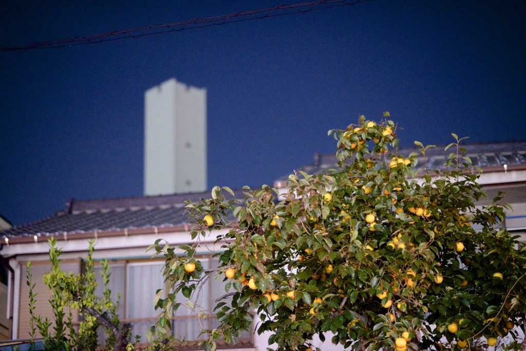 夜の柿