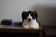 和•猫