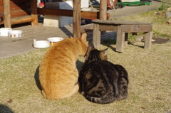 おしどり夫婦