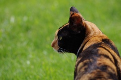 三毛猫