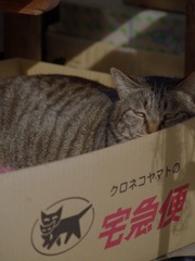 クロネコに運ばれて来たボス猫のジャイコ