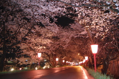 久世　トンネル桜