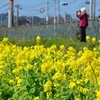 菜の花