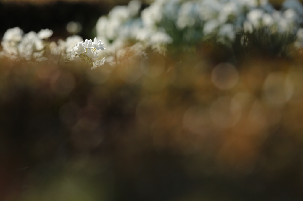 *ペーパーホワイト　１*