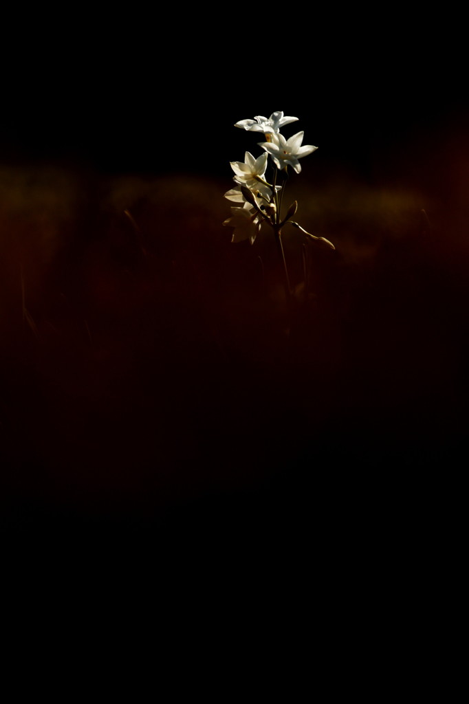 *ペーパーホワイト　3*