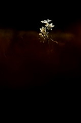 *ペーパーホワイト　3*