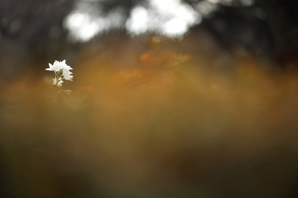 *ペーパーホワイト　6*