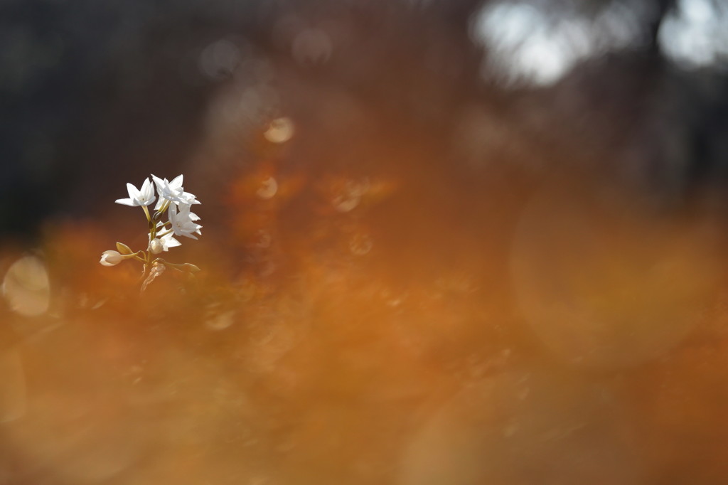 *ペーパーホワイト　5*