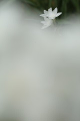 *ペーパーホワイト4*