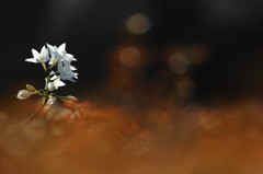 *ペーパーホワイト　2*