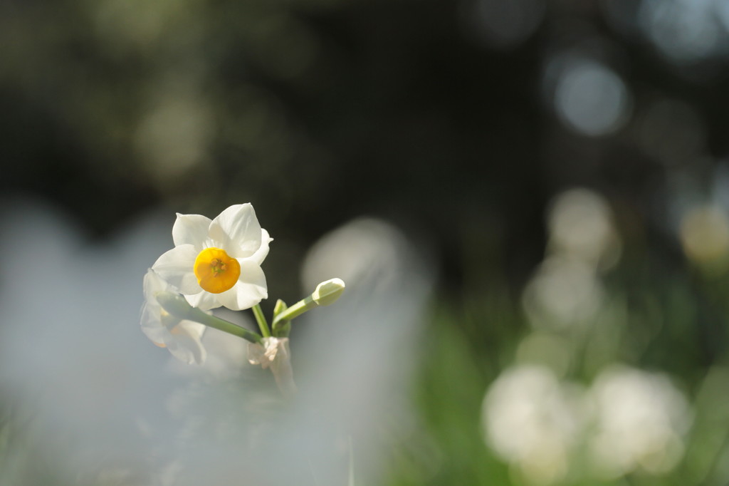 ニホンズイセン